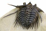 Spiny Leonaspis Trilobite - Foum Zguid, Morocco #260375-5